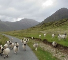 Sheep in the Highlands