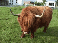 A Hieland Coo